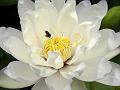 FLWRS 003